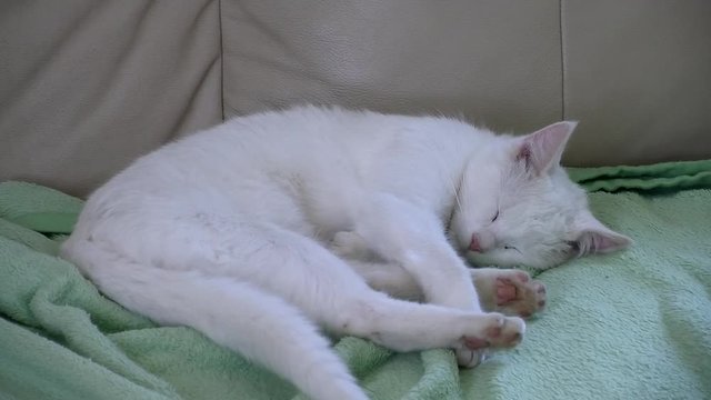 Schlafender wei&szlig;er Kater auf der Couch (nur der Schwanz bewegt sich)