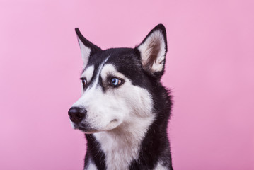 Funny lazy-eyed husky dog watches with suspicioust, magenta studio background, concept of dog emotions