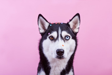 Cute bi-eyed husky dog looking at camera under confetti, magenta studio background, concept of dog emotions