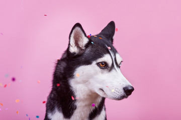 Bi-eyed husky dog watches with suspicioust under confetti, magenta studio background, concept of dog emotions
