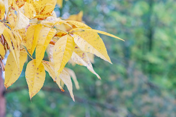 Fragment of a branch with yellowed autumn leaves