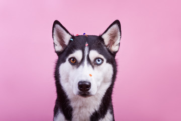 Bi-eyed husky dog looking at camera under confetti, magenta studio background, concept of dog emotions