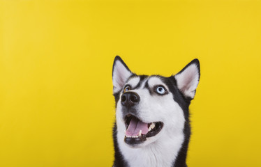 Funny bi-eyed husky dog wait dog treats on the yellow background. Smiling dog is wait for food.