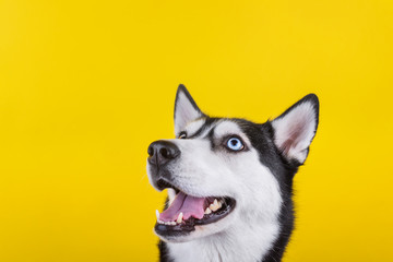 Happy bi-eyed husky dog smiling and wait dog treats in studio on the yellow background, concept of dog emotions © iwavephoto