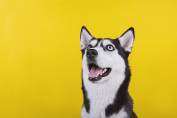 Happy bi-eyed husky dog smiling in studio on the yellow background, concept of dog emotions