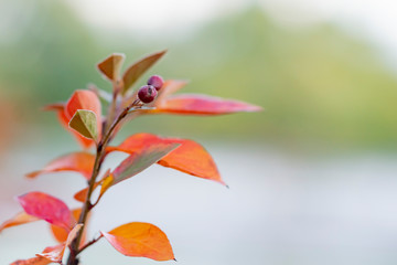 Fragment of a branch with yellowed autumn leaves