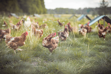 A huge flock of brown chickens roam freely in a lush green paddock