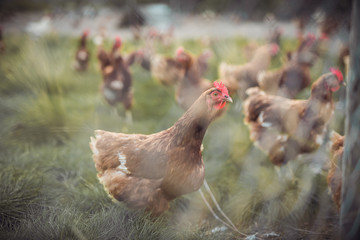 A huge flock of brown chickens roam freely in a lush green paddock