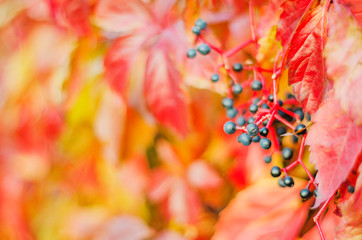 Colorful woodbine leaves and fruits in autumn scenery