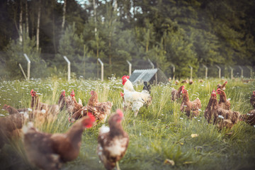 A huge flock of brown chickens roam freely in a lush green paddock