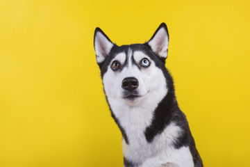 Funny lazy-eyed husky dog watches ironically, yellow studio background, concept of dog emotions
