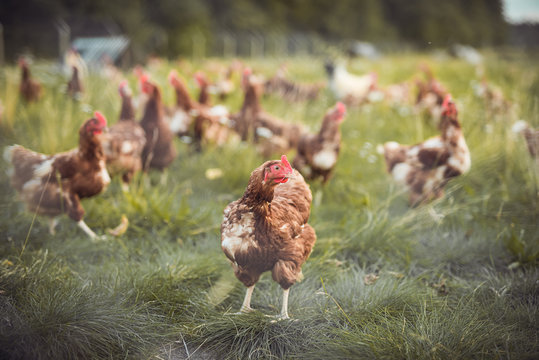 A huge flock of brown chickens roam freely in a lush green paddock