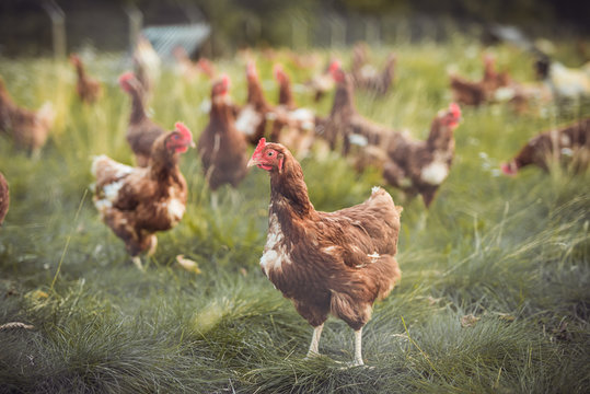 A huge flock of brown chickens roam freely in a lush green paddock