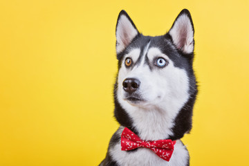 Funny lazy-eyed husky dog watches carefully with a fashionable red butterfly, yellow studio background, concept of dog emotions