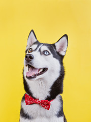 Smiling siberian husky dog with bi-eyes and a cute face, the concept of dog emotions © iwavephoto
