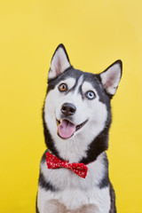 Funny Siberian husky dog with bi-eyes and a cute face, the concept of dog emotions