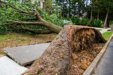 Fototapeta premium Broken sidewalk from an uprooted fallen tree after a storm
