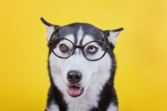 Funny bi-eyed Siberian hussy breed dog wearing black glasses, a learning concept and dog emotions