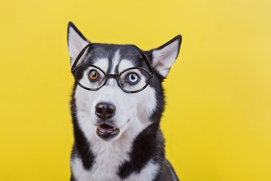 Funny Siberian hussy breed dog wearing black glasses, a learning concept and dog emotions