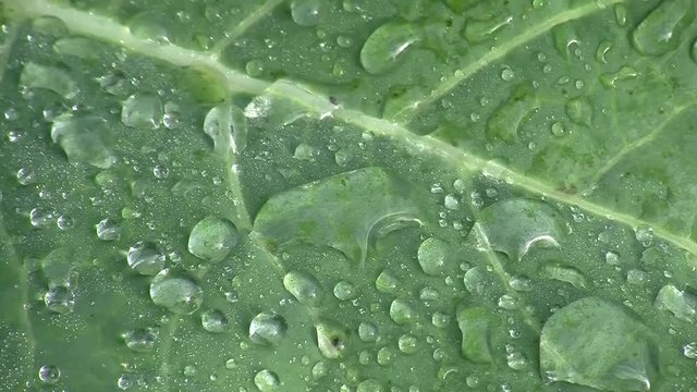 Wasserperlen verzieren das im Wind schaukelnde gr&uuml;ne Blatt eines Karfiols