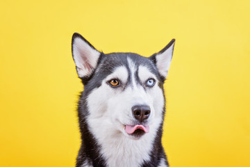 Husky dog on the yellow sitting and toungue background