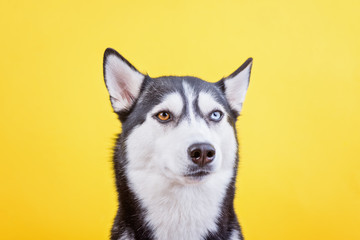 Pretty bi-eyed Siberian husky dog on yellow background, the concept of dog emotions, dog waiting treat or food