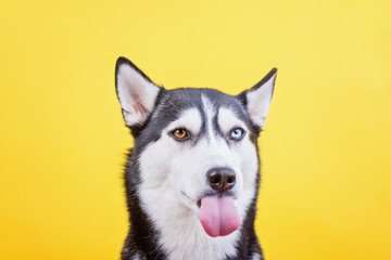 Funny bi-eyed Siberian husky dog showing his toungue on yellow background, the concept of dog emotions, dog waiting treat or food
