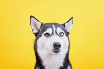 Funny bi-eyed Siberian husky dog on yellow background, the concept of dog emotions, dog waiting treat or food
