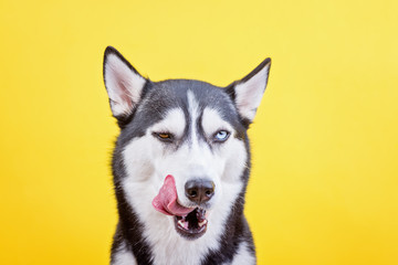 Funny bi-eyed Siberian husky dog licking on yellow background, the concept of dog emotions, dog waiting treat or food