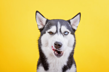 Funny bi-eyes dissatisfied licking husky on a yellow studio background, the concept of dog emotions