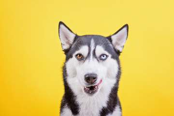 Феекфсешму bi-eyes dissatisfied licking husky on a yellow studio background, the concept of dog emotions