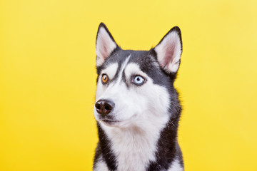 Surprised husky dog on a yellow studio background, the concept of dog emotions