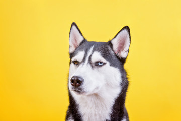 Pretty husky dog on a yellow studio background, the concept of dog emotions