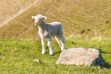 closeup of curious little lamb standing on grass with blurred background and copy space