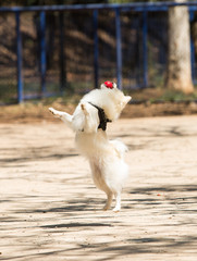 White German Spitz Playing Catch Ball