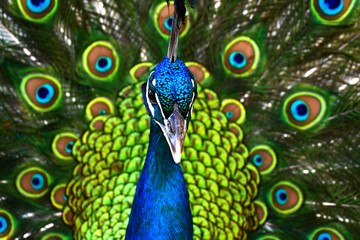 peacock with feathers out