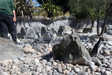 penguins on stones in zoo