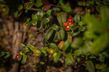 Preiselbeeren