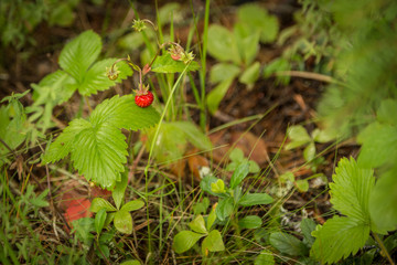 Walderdbeere
