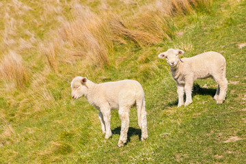 Obraz premium two cute newborn lambs standing on grassy meadow with copy space