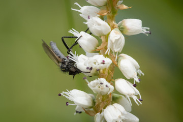 Closeup of a fly sitting in a flower, closeup