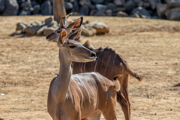 brown antelope in a zoo