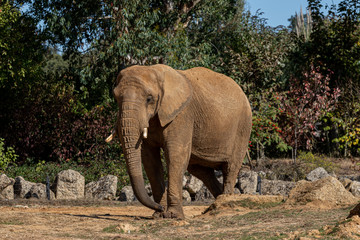 brown elephant walking between stones and trees