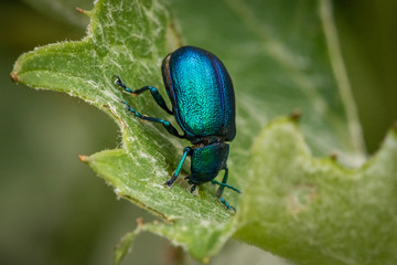 Closeup of a green-blue beetle crawling on a green leaf of a tree, close-up