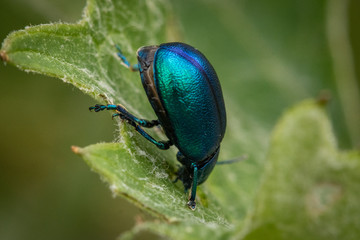 Fototapeta premium Closeup of a green-blue beetle crawling on a green leaf of a tree, close-up