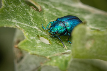 Closeup of a green-blue beetle crawling on a green leaf of a tree, close-up