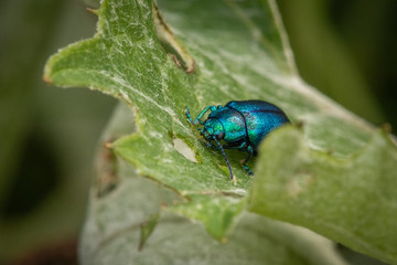 Closeup of a green-blue beetle crawling on a green leaf of a tree, close-up