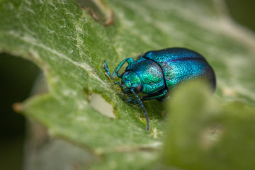 Closeup of a green-blue beetle crawling on a green leaf of a tree, close-up