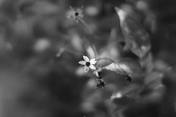 closeup of a flower