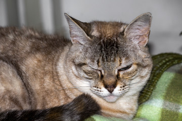 Gata Nina Mãe IMG_6334